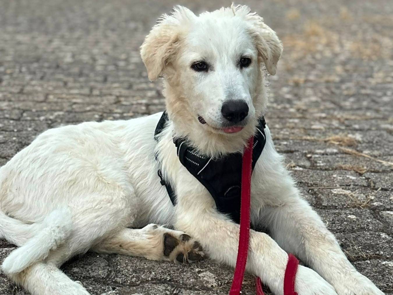 Adozione cane, maschio, Razza sconosciuta Razza sconosciuta, 4 mesi, taglia gigante, Bari