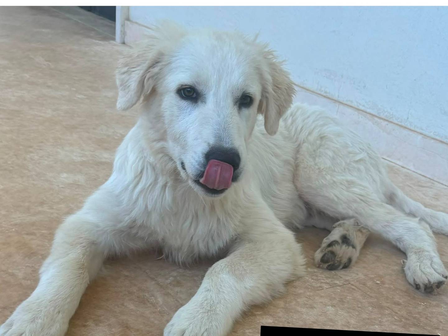 Adotta un cane, maschio, 4 mesi, Bari