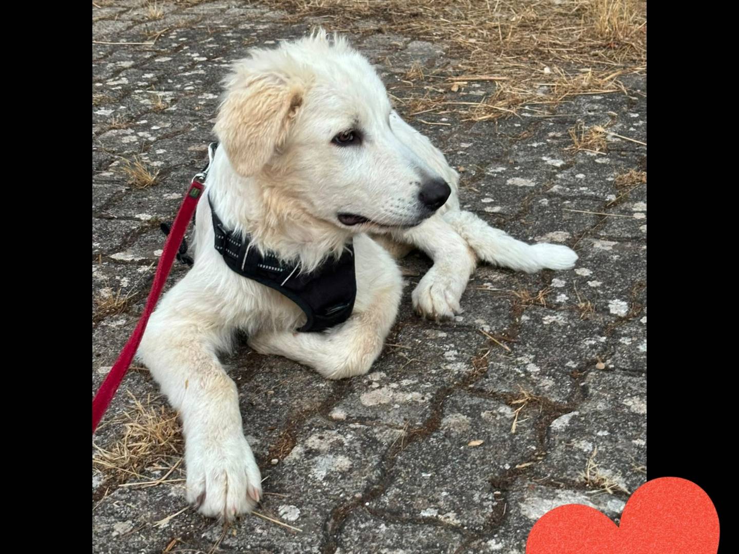 Adotta un cane, taglia gigante, maschio, Bari