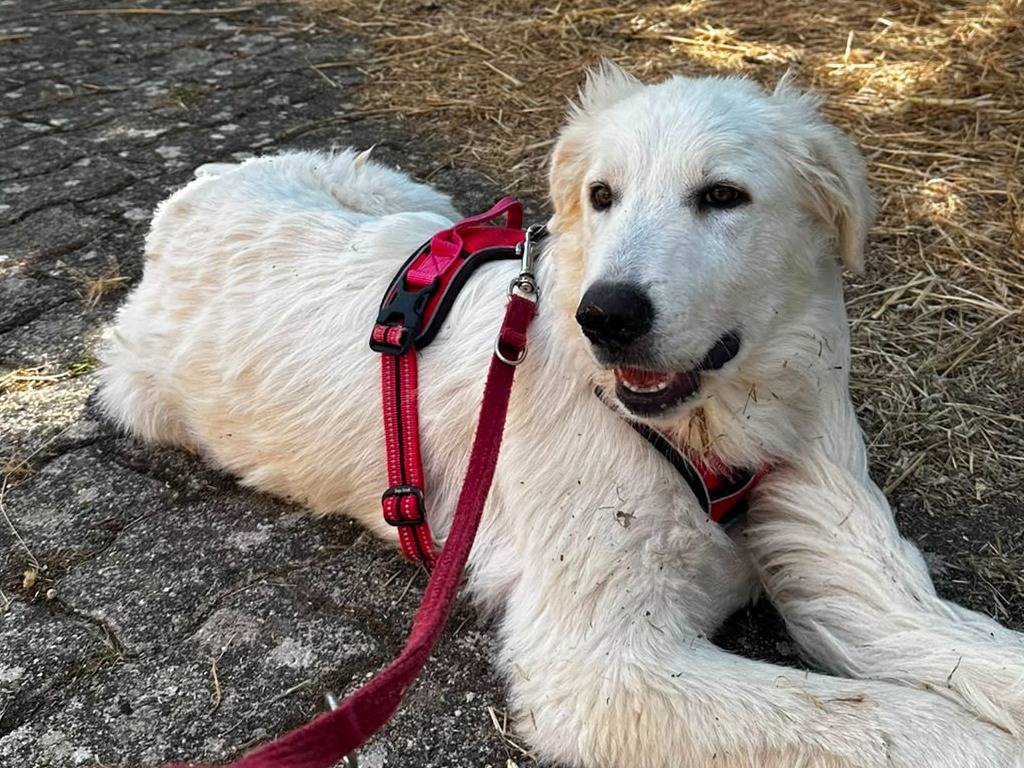 Vuoi adottare un cane a Bari?