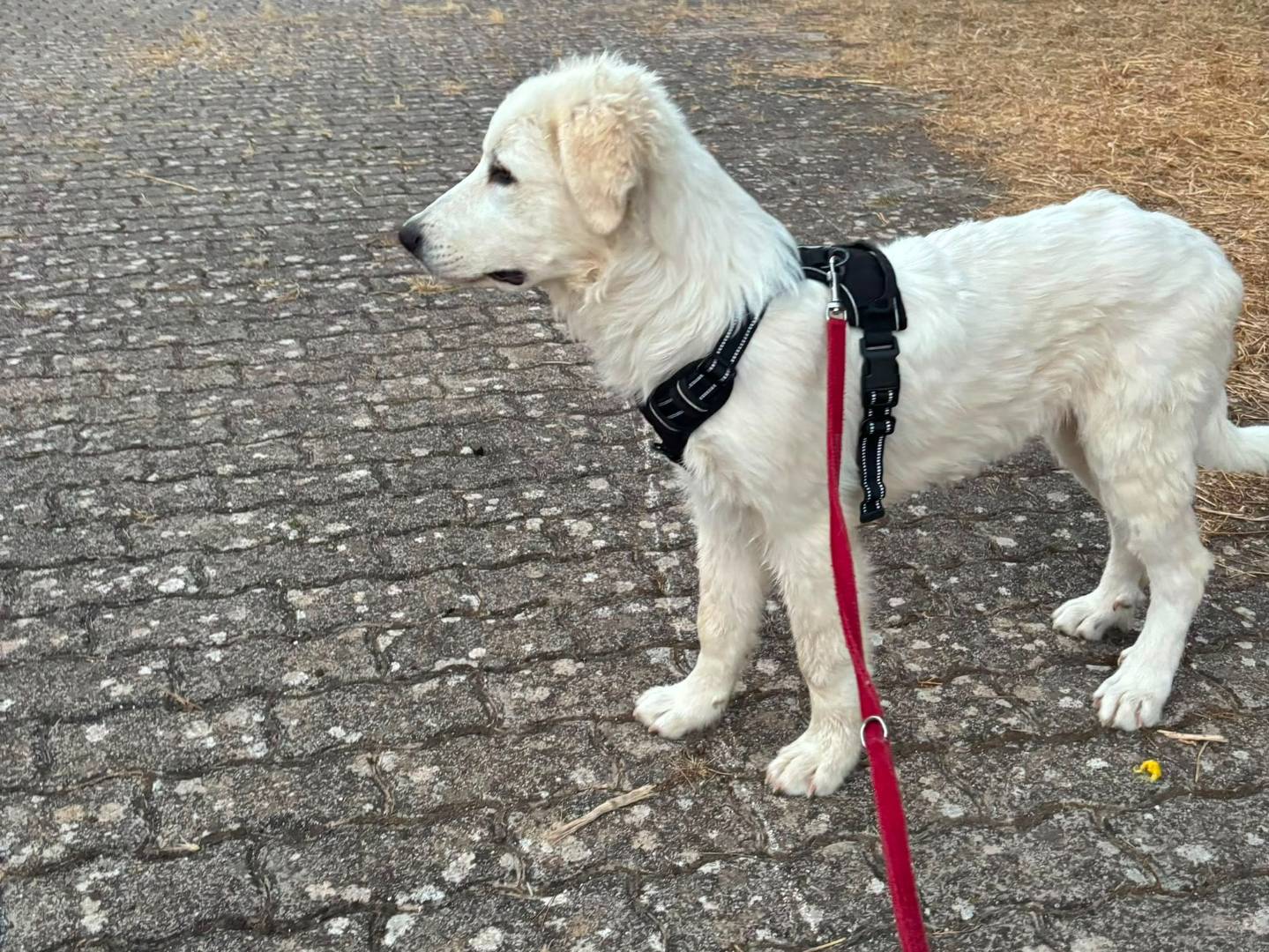 Adotta il cane Mojito  a Bari