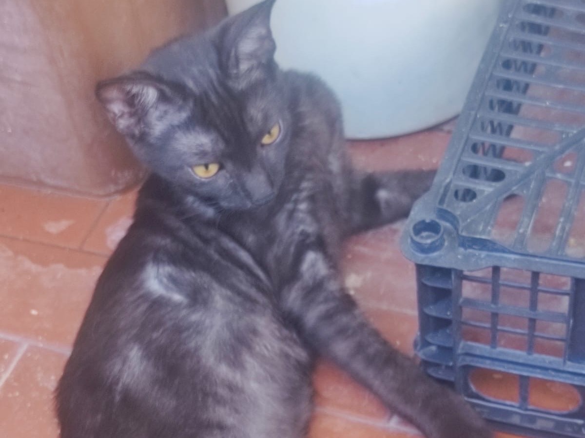 Adozione gatto, femmina, Razza sconosciuta Razza sconosciuta, 4 mesi, taglia non valida, Lucca