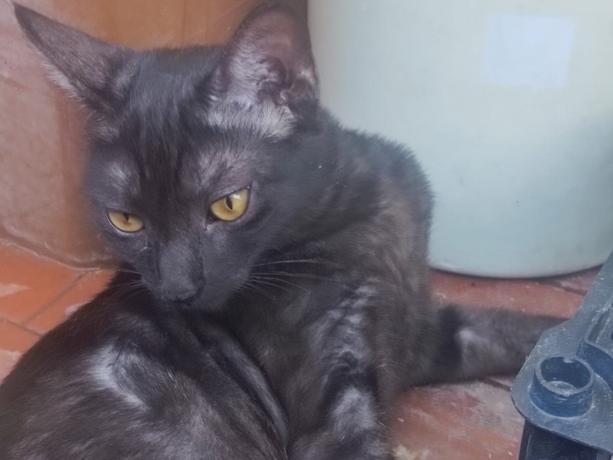 Adotta un gatto, femmina, 4 mesi, Lucca