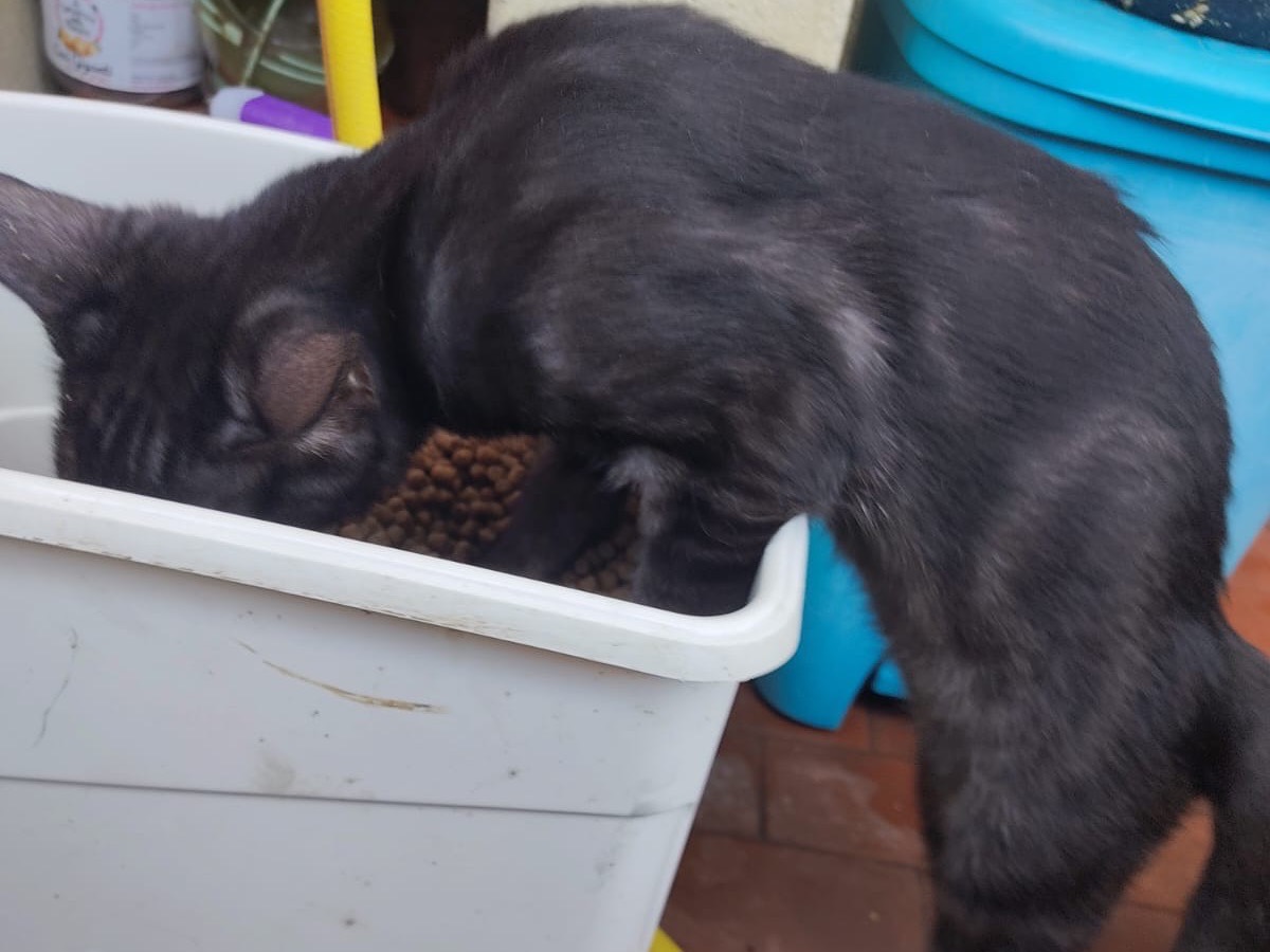 Adotta un gatto, taglia non valida, femmina, Lucca