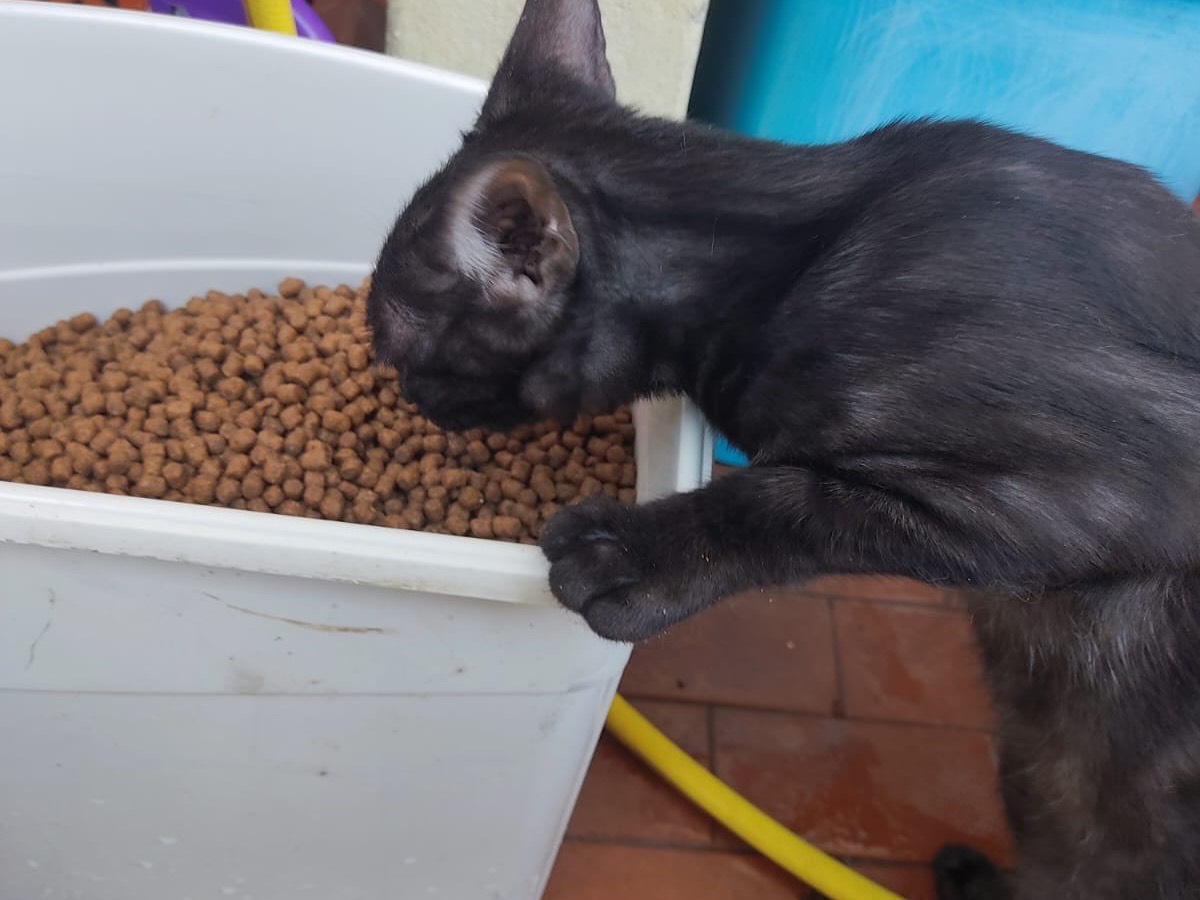 Vuoi adottare un gatto a Lucca?