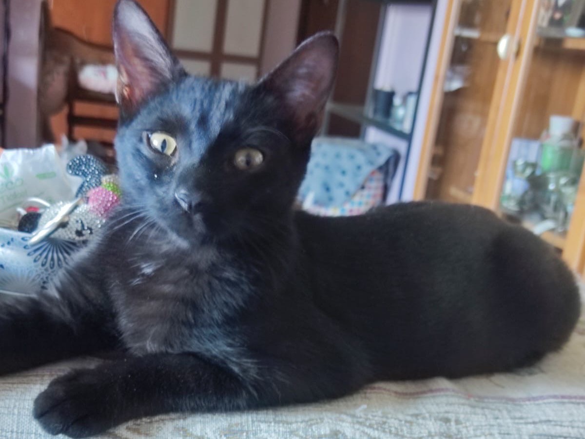 Adozione gatto, maschio, Razza sconosciuta Razza sconosciuta, 4 mesi, taglia non valida, Lucca