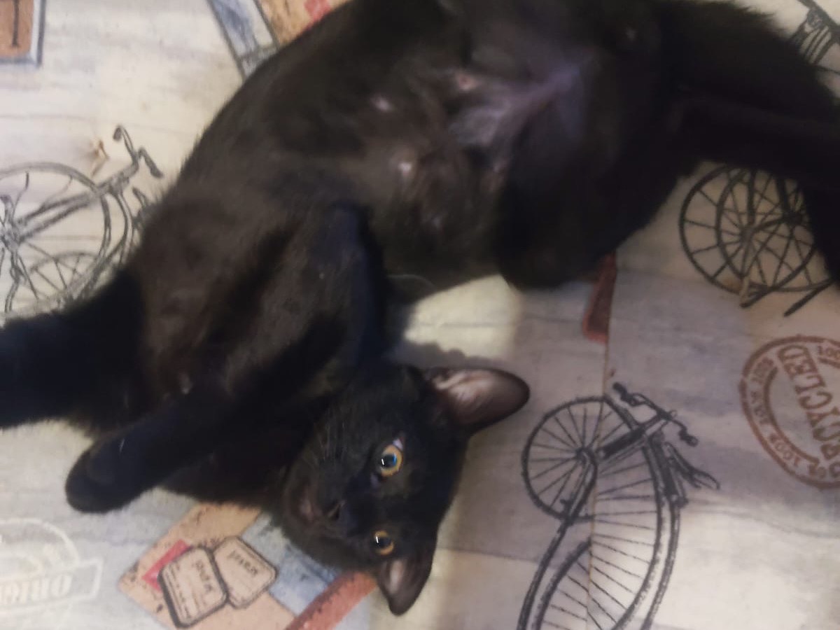 Adotta un gatto, maschio, 4 mesi, Lucca