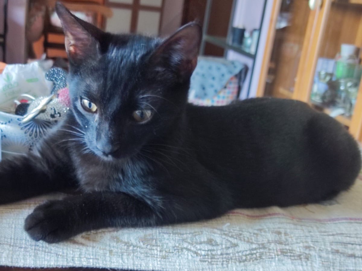 Adotta un gatto, taglia non valida, maschio, Lucca