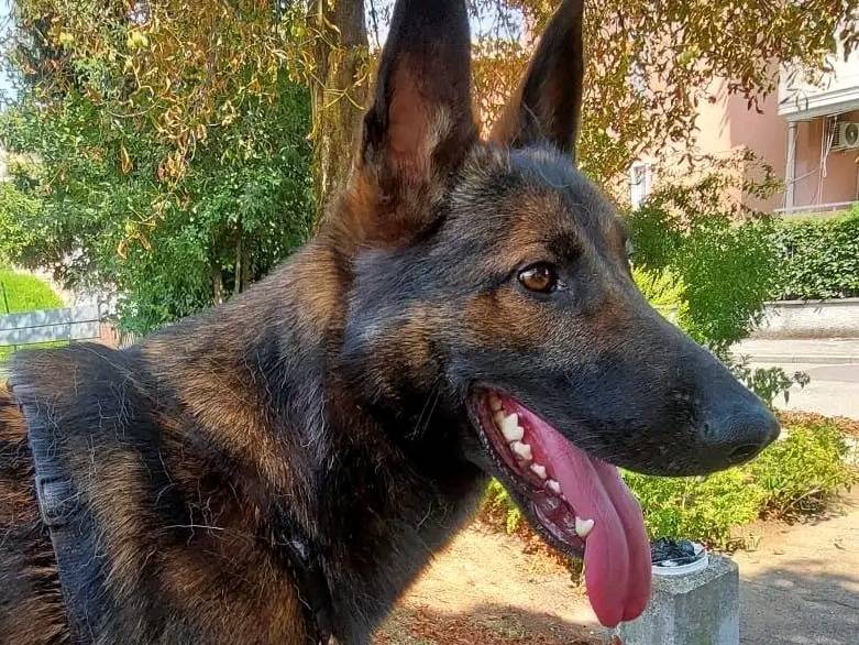 Adozione cane, maschio, Pastore Belga Malinois Razza sconosciuta, 1 anno e 8 mesi, taglia media, Cremona