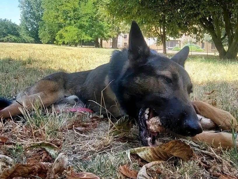 Adotta un cane, maschio, 1 anno e 8 mesi, Cremona