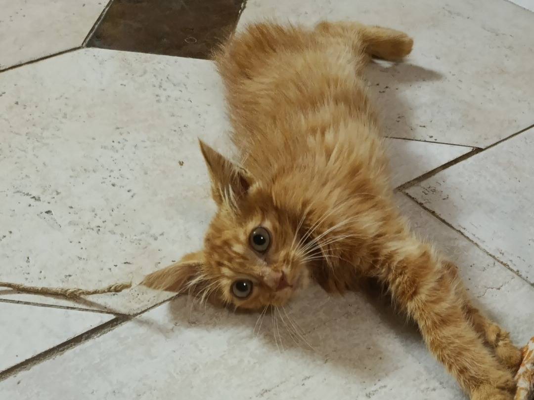 Adozione gatto, maschio, Razza sconosciuta Razza sconosciuta, 2 mesi, taglia non valida, Catanzaro