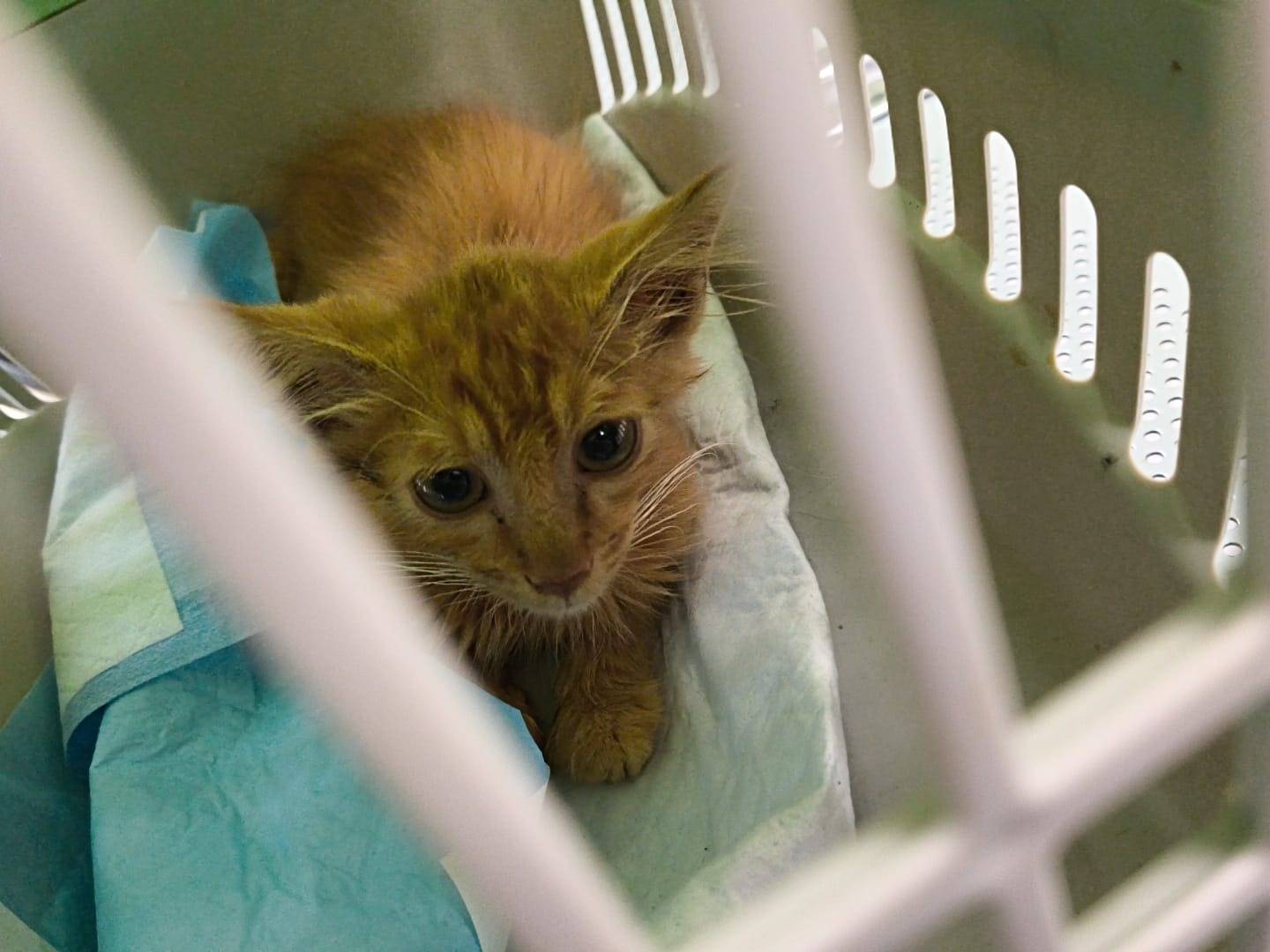 Adotta un gatto, maschio, 2 mesi, Catanzaro