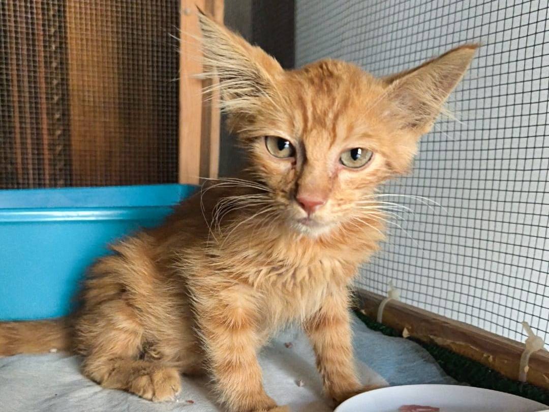 Adotta un gatto, taglia non valida, maschio, Catanzaro