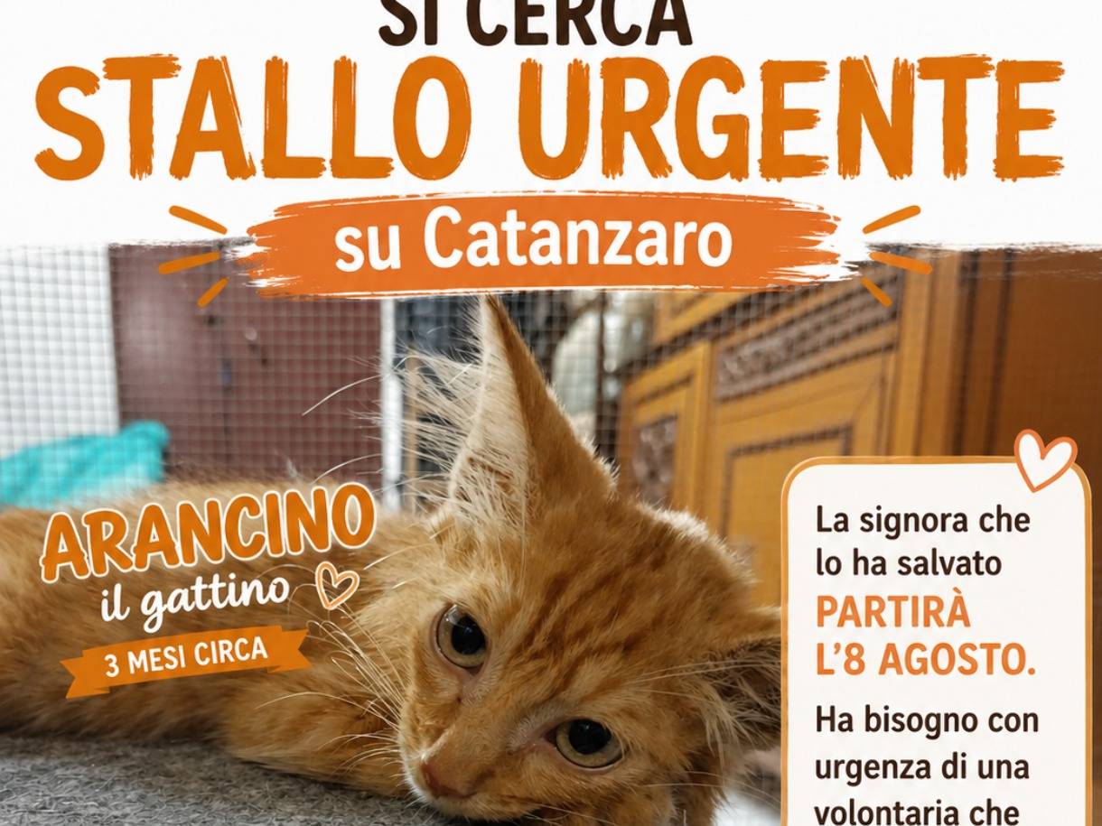 Vuoi adottare un gatto a Catanzaro?