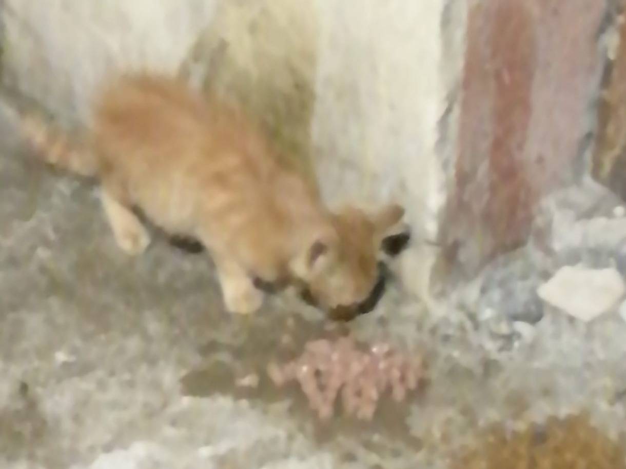 Adotta il gatto Arancino a Catanzaro