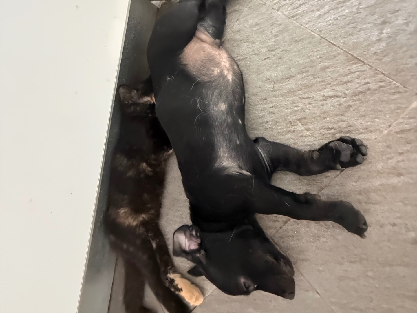 Adotta un cane, maschio, 3 mesi, Latina