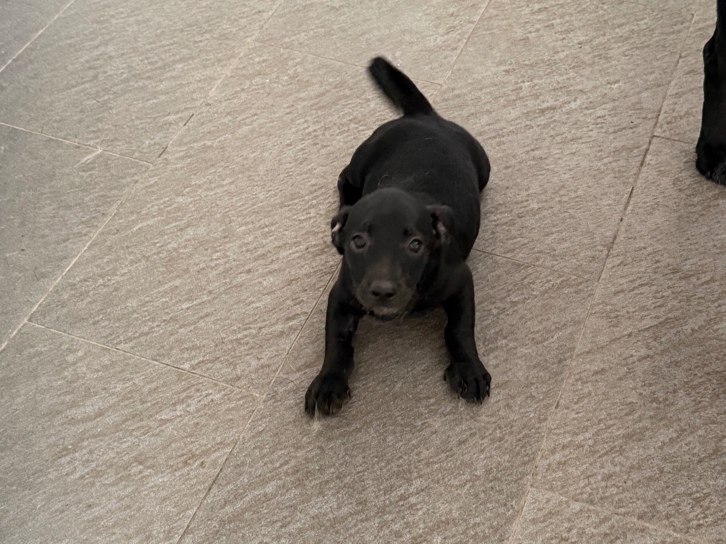 Adotta un cane, taglia piccola, maschio, Latina