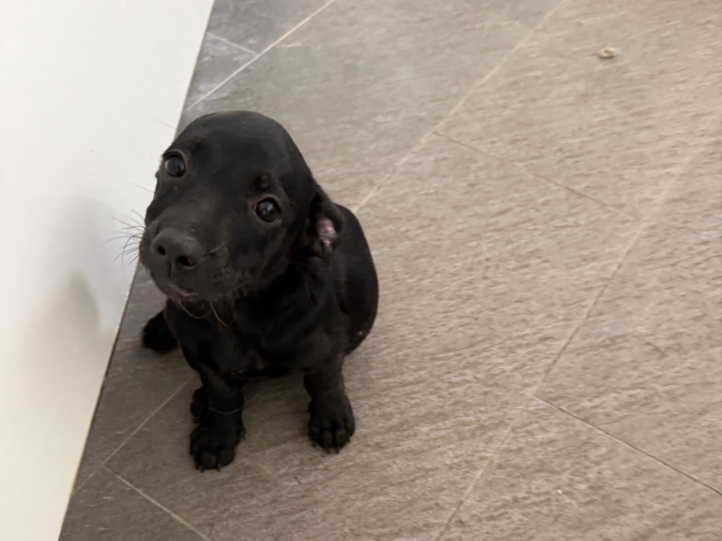Vuoi adottare un cane a Latina?