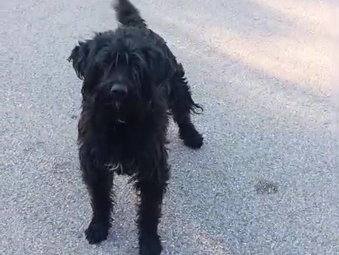 Adozione cane, maschio, Spinone Razza sconosciuta, 2 anni, taglia piccola, Avellino