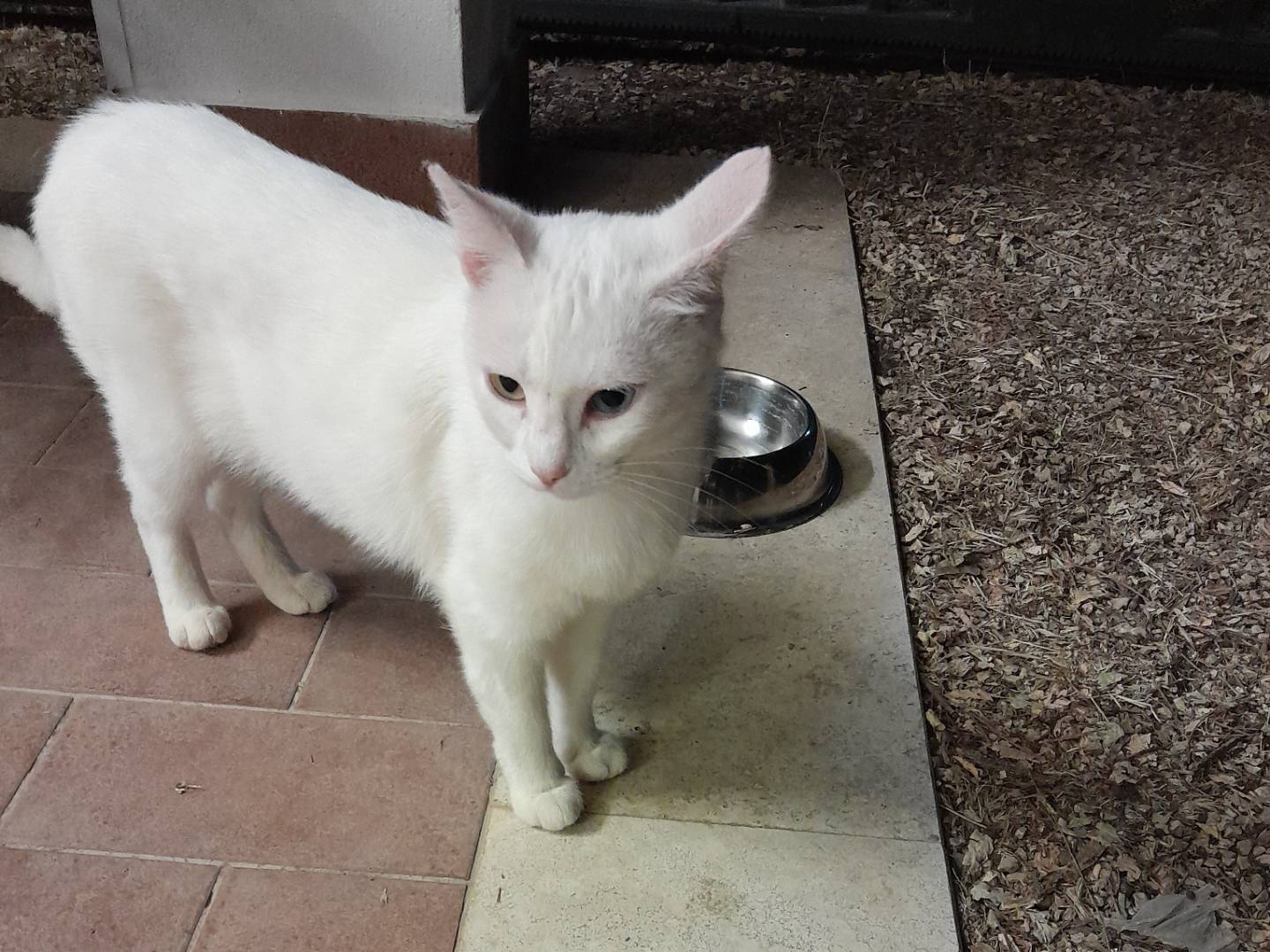 Adotta un gatto, femmina, 1 anno e 7 mesi, Napoli