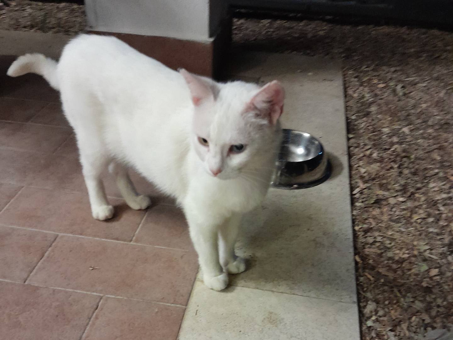 Adozione gatto, femmina, Razza sconosciuta Razza sconosciuta, 1 anno e 7 mesi, taglia non valida, Napoli