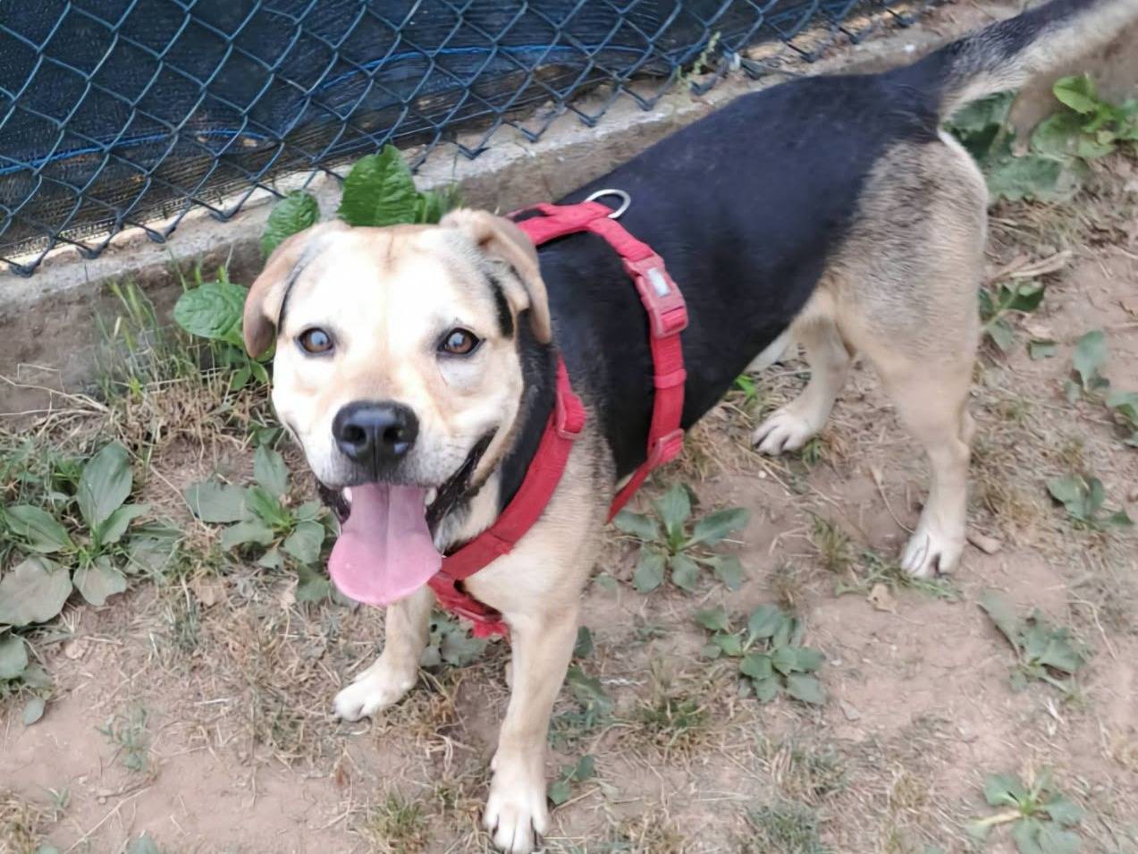 Adozione cane, maschio, Razza sconosciuta Razza sconosciuta, 3 anni e 11 mesi, taglia media, Genova