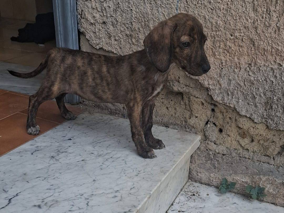 Adotta un cane, femmina, 2 mesi, Caserta