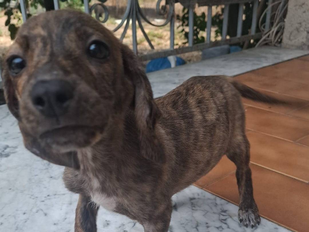 Adozione cane, femmina, Segugio Bassotto, 2 mesi, taglia media contenuta, Caserta