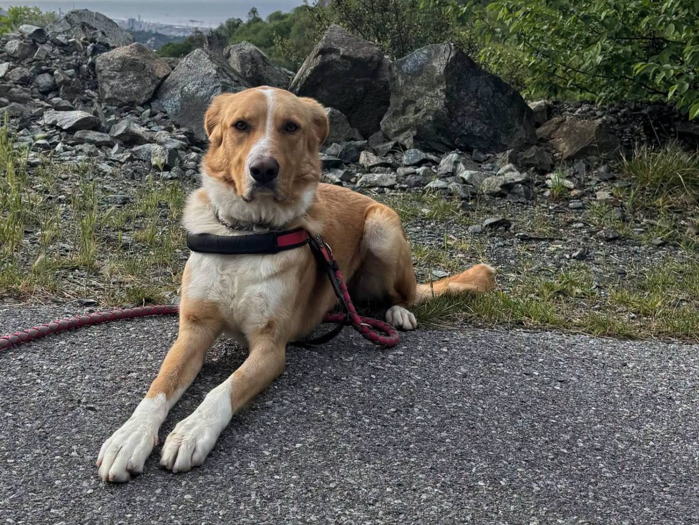 Adotta un cane, maschio, 3 anni e 9 mesi, Genova