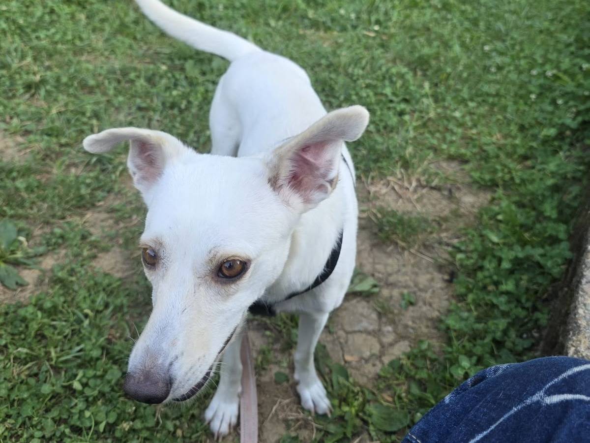 Adozione cane, femmina, Razza sconosciuta Razza sconosciuta, 2 anni e 3 mesi, taglia piccola, Bergamo