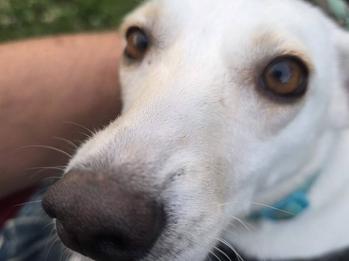 Adotta un cane, femmina, 2 anni e 3 mesi, Bergamo
