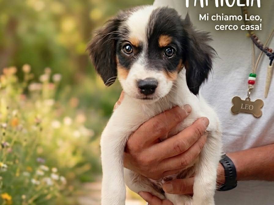Adozione cane, maschio, Razza sconosciuta Razza sconosciuta, 3 mesi, taglia piccola, Frosinone