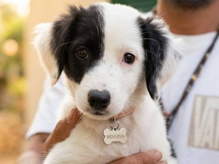 Adozione cane, femmina, Razza sconosciuta Razza sconosciuta, 3 mesi, taglia media contenuta, Frosinone