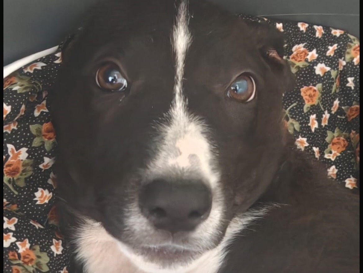 Adotta un cane, taglia media, femmina, Caserta