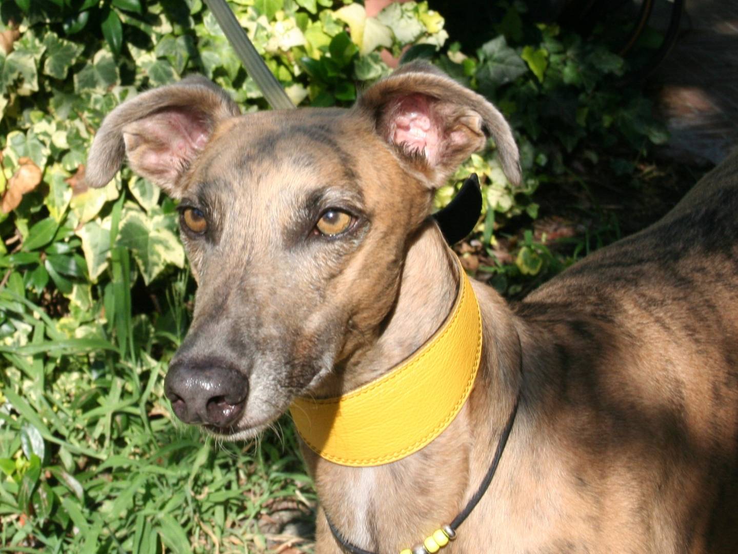 Adotta un cane, taglia grande, maschio, Bologna
