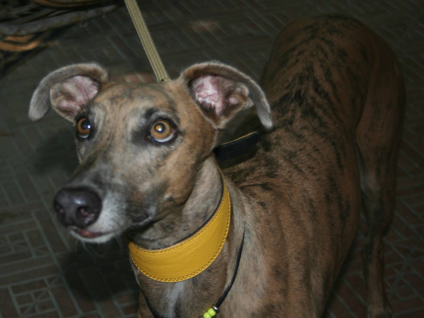 Adotta il cane Ares a Bologna