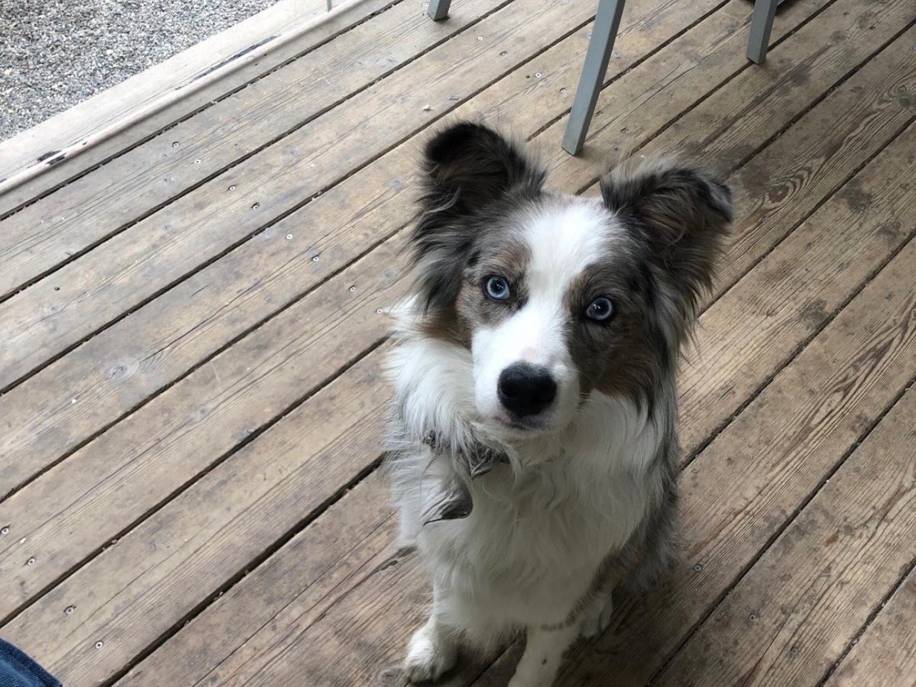 Adozione cane, femmina, Border Collie Razza sconosciuta, 3 anni e 3 mesi, taglia media, Brescia
