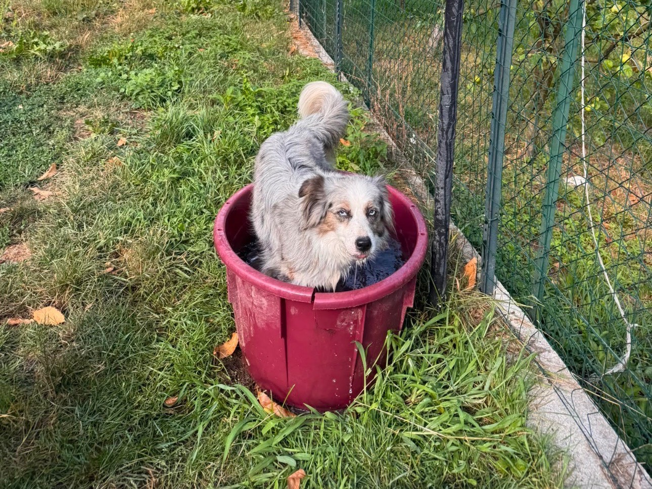 Adotta un cane, femmina, 3 anni e 3 mesi, Brescia