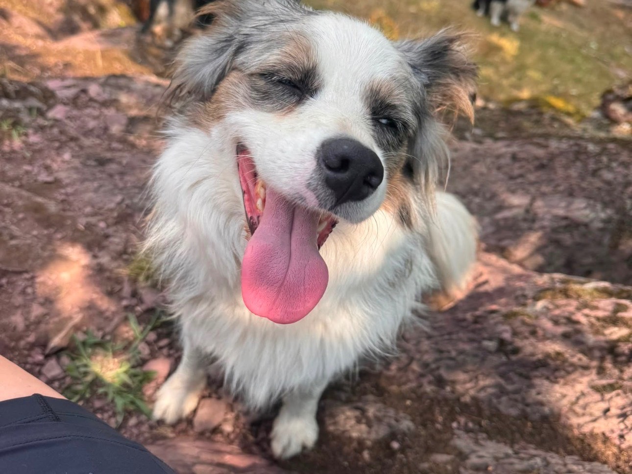 Adotta un cane, taglia media, femmina, Brescia