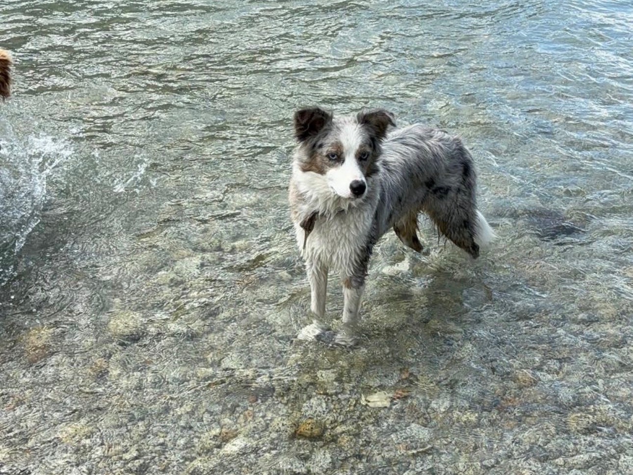 Vuoi adottare un cane a Brescia?