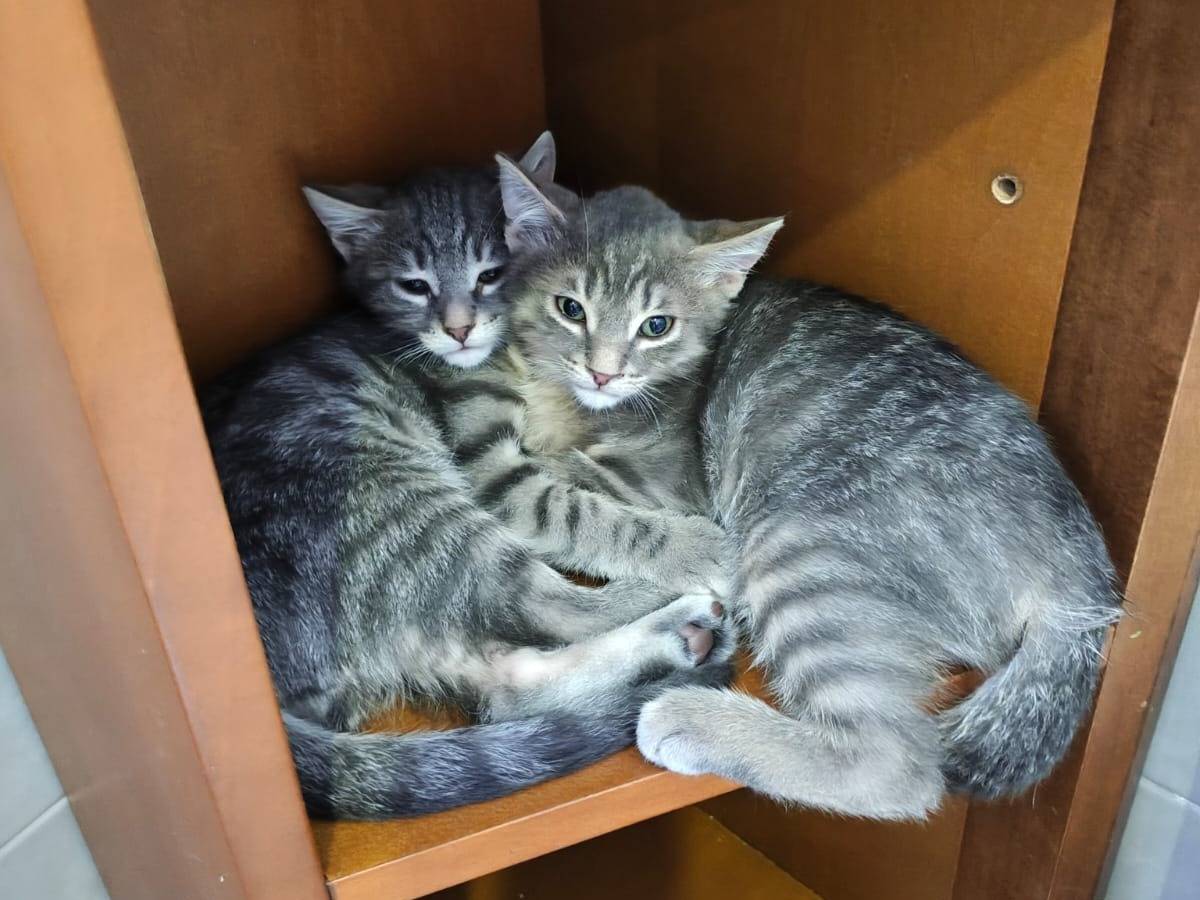 Adozione gatto, femmina, Razza sconosciuta Razza sconosciuta, 2 mesi, taglia non valida, Arezzo