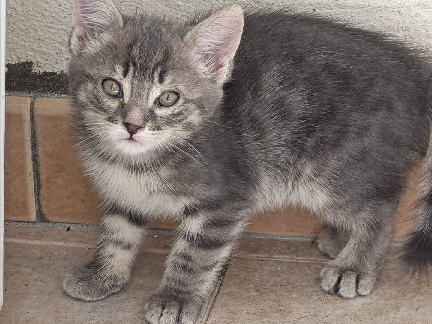 Adotta un gatto, femmina, 2 mesi, Arezzo