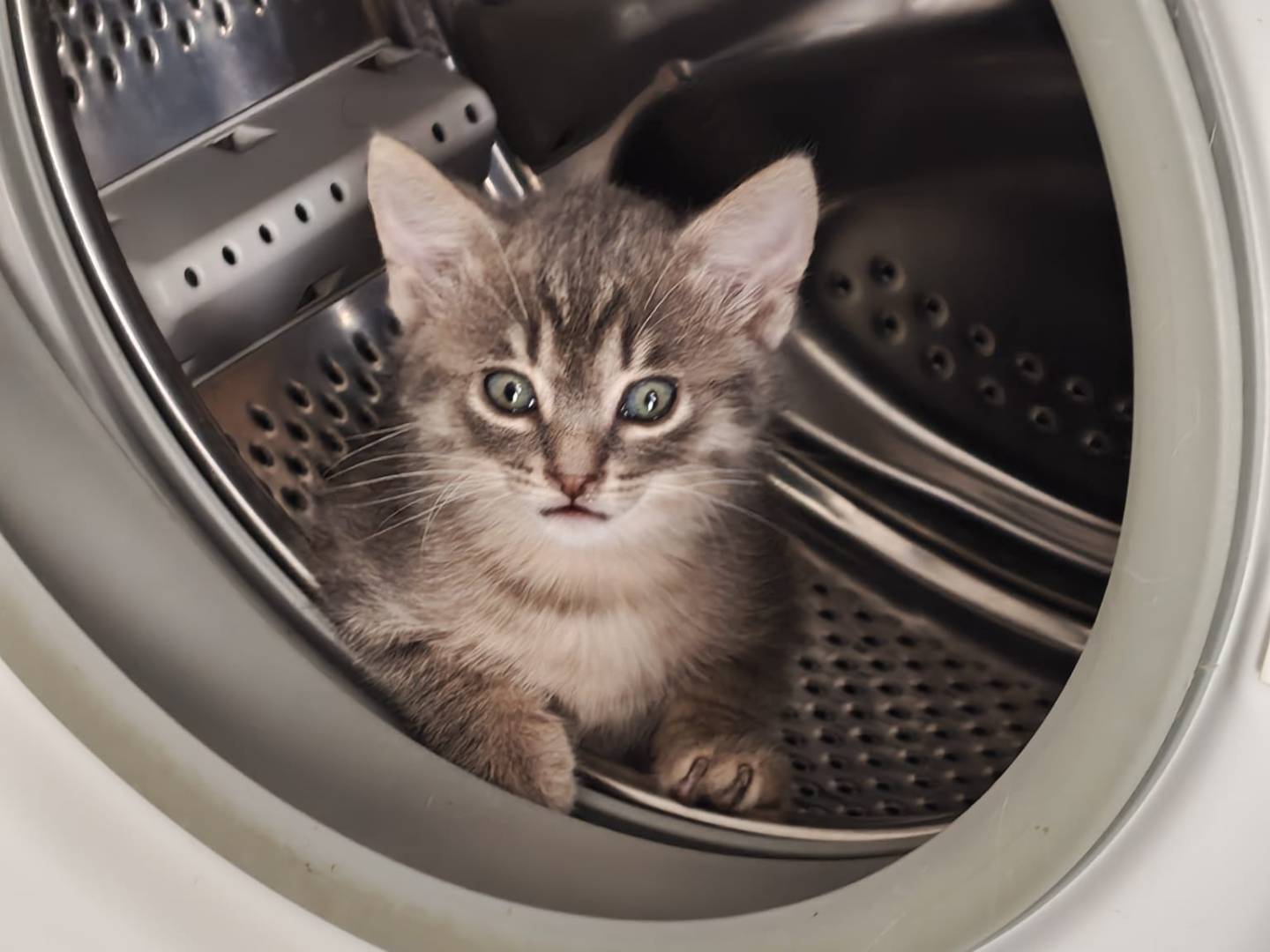 Adotta un gatto, taglia non valida, femmina, Arezzo