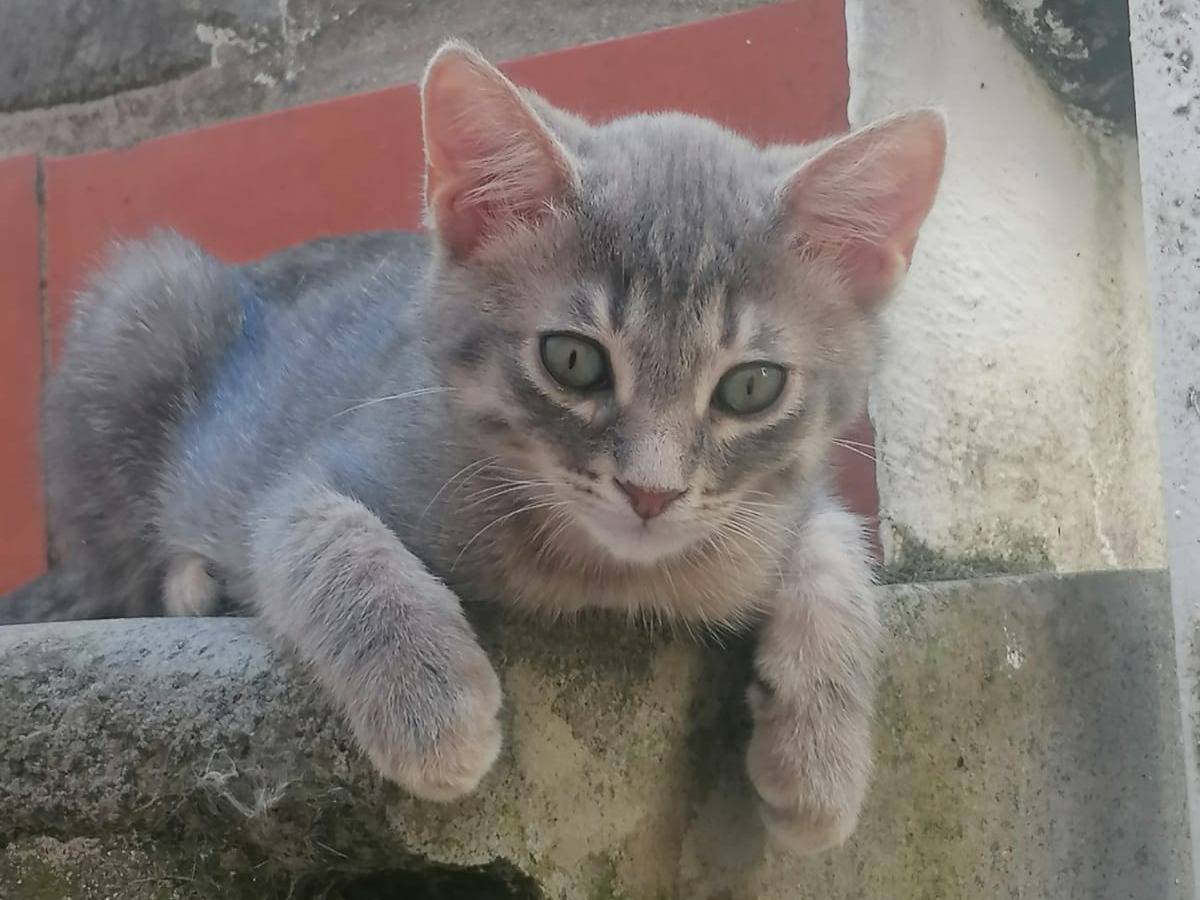 Vuoi adottare un gatto a Arezzo?
