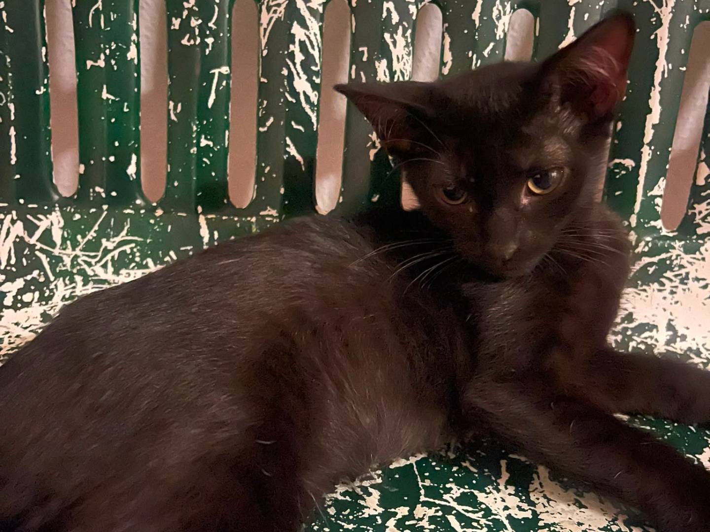 Adotta un gatto, taglia non valida, maschio, Brescia