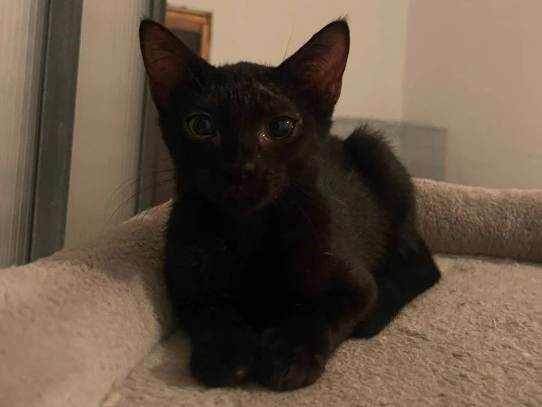 Adozione gatto, maschio, Razza sconosciuta Razza sconosciuta, 4 mesi, taglia non valida, Brescia