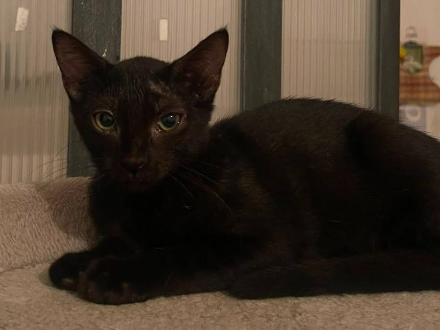 Adotta un gatto, maschio, 4 mesi, Brescia