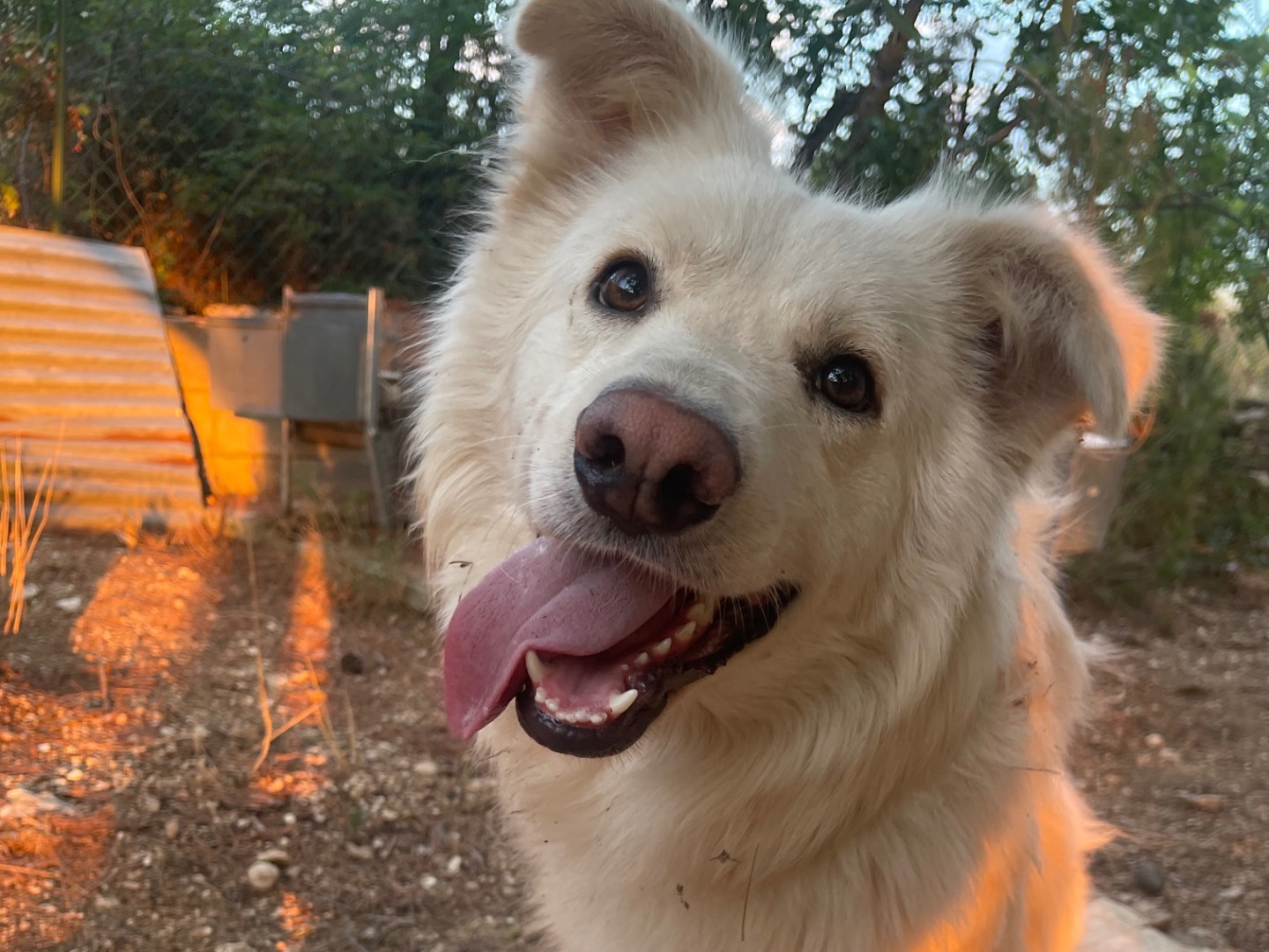 Adozione cane, maschio, Pastore maremmano Razza sconosciuta, 2 anni e 6 mesi, taglia grande, Laquila
