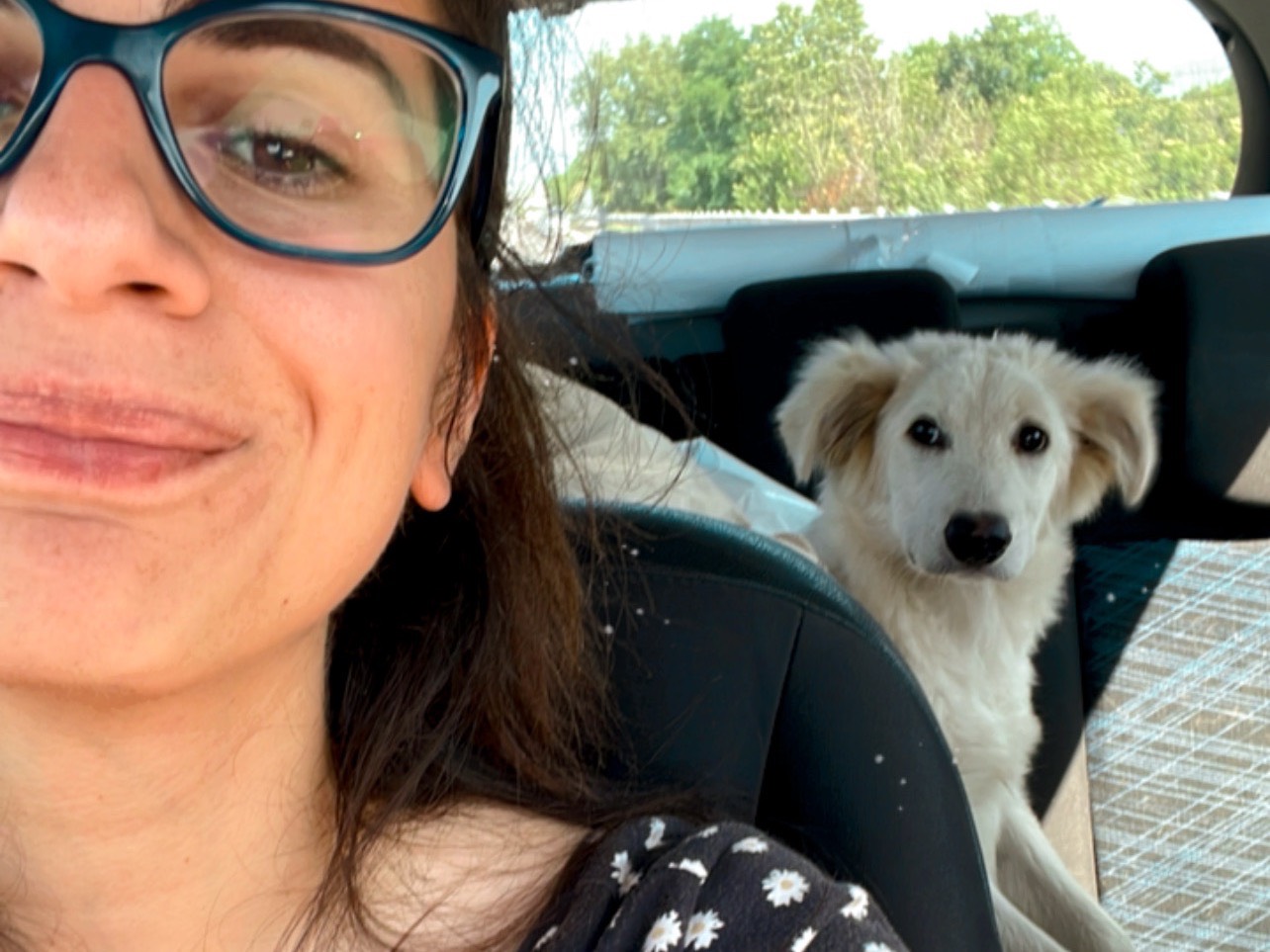 Adotta un cane, maschio, 2 anni e 6 mesi, Laquila