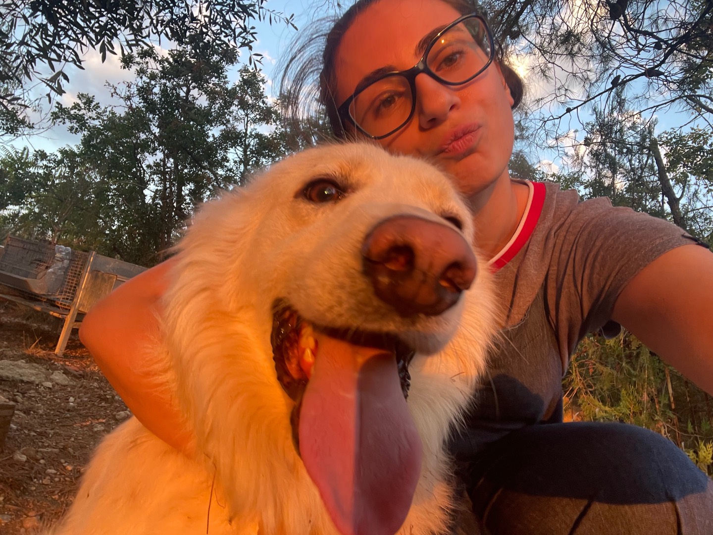 Adotta un cane, taglia grande, maschio, Laquila